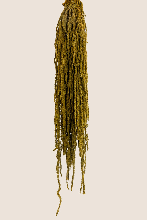 Amaranthus