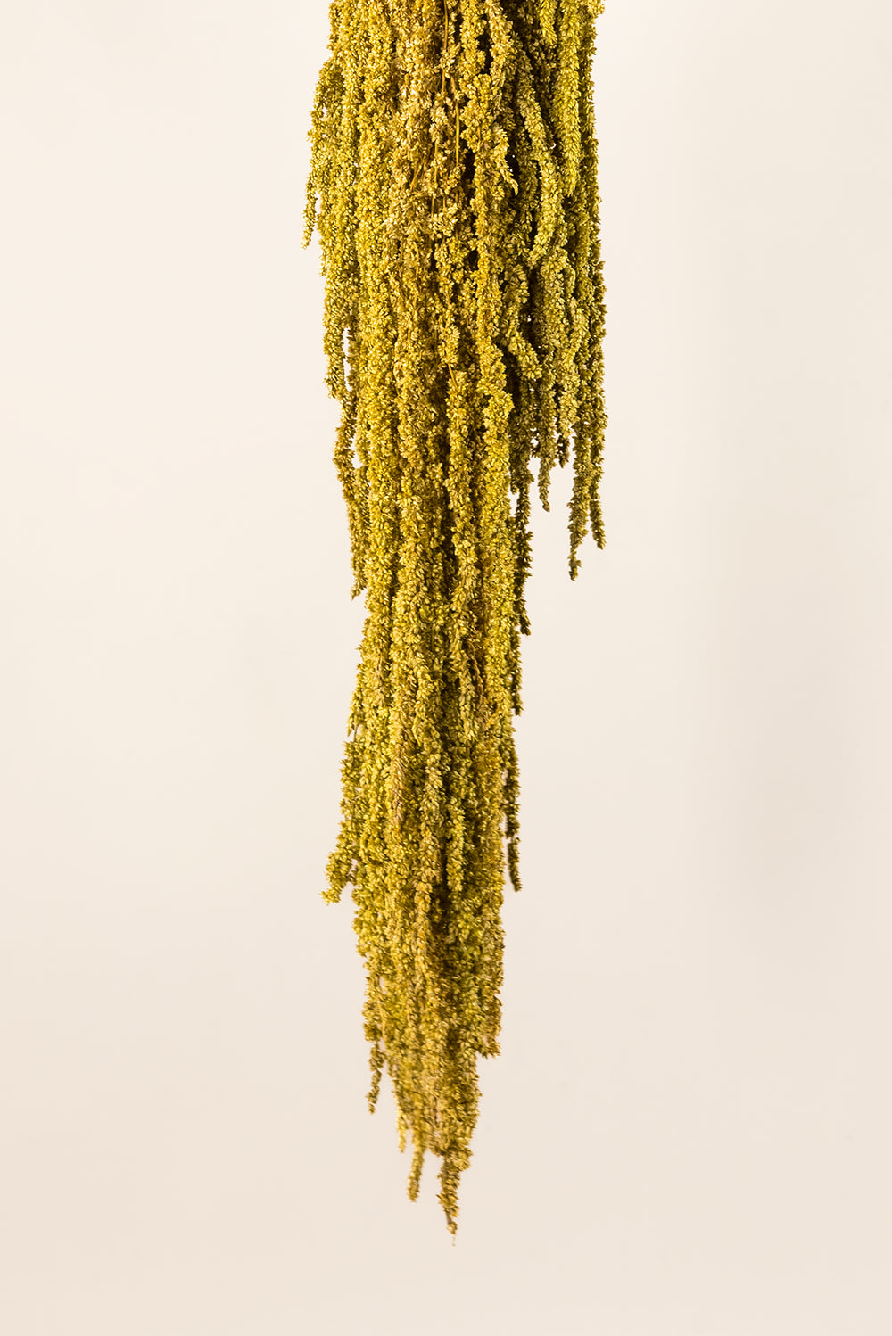 Amaranthus