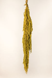 Dijon Gold