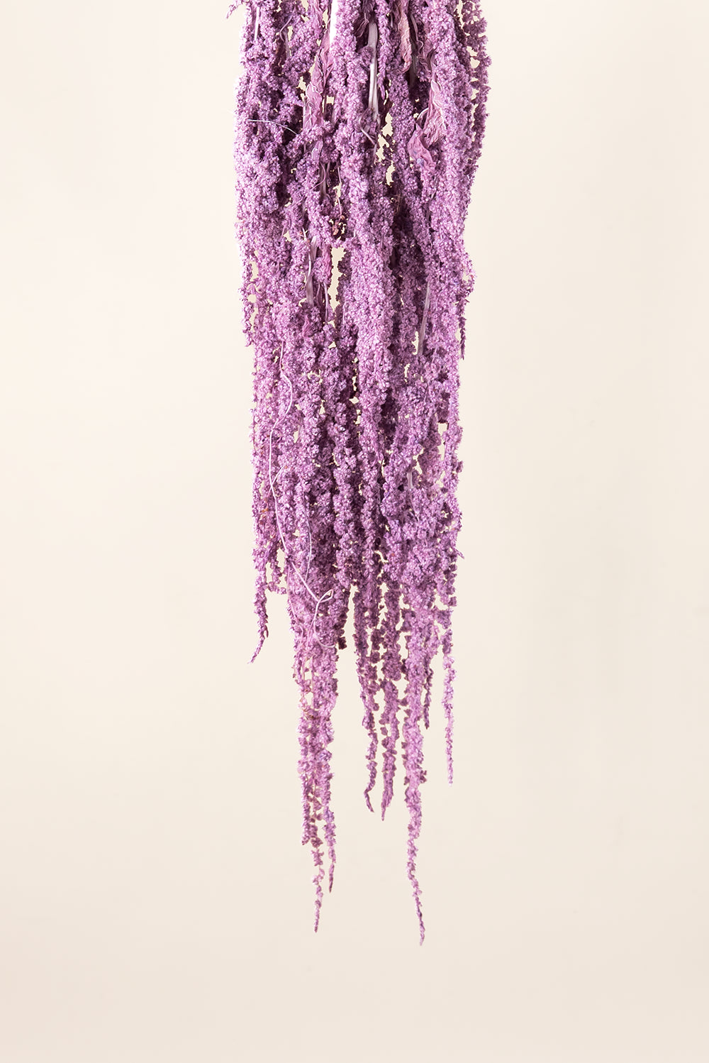 Amaranthus