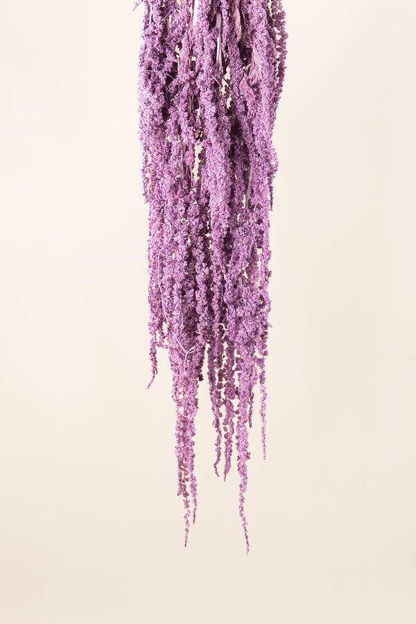 Amaranthus