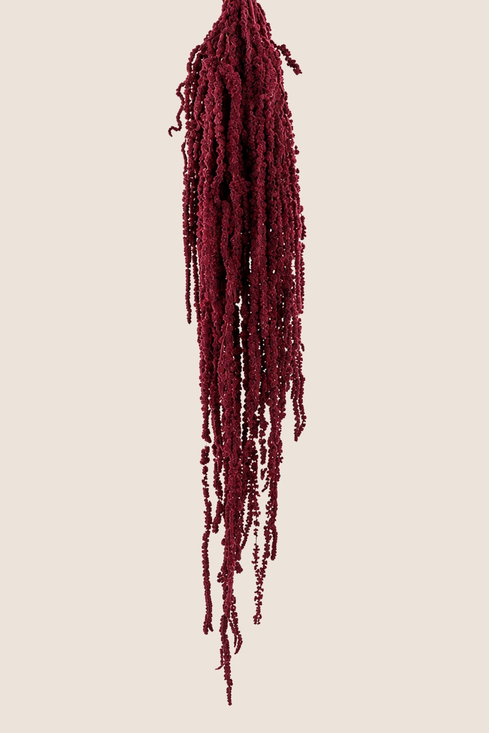 Amaranthus