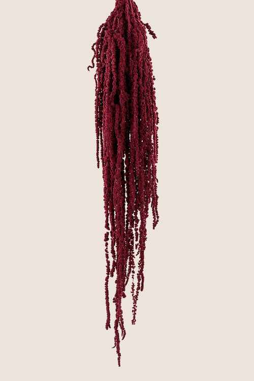 Amaranthus