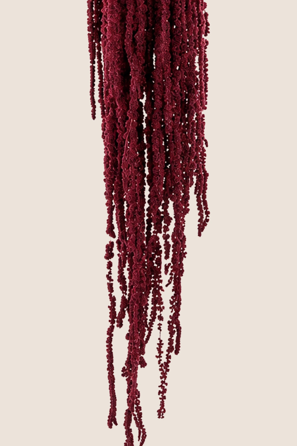 Amaranthus