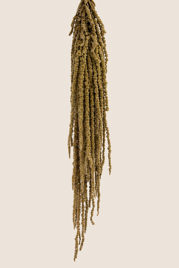 Amaranthus