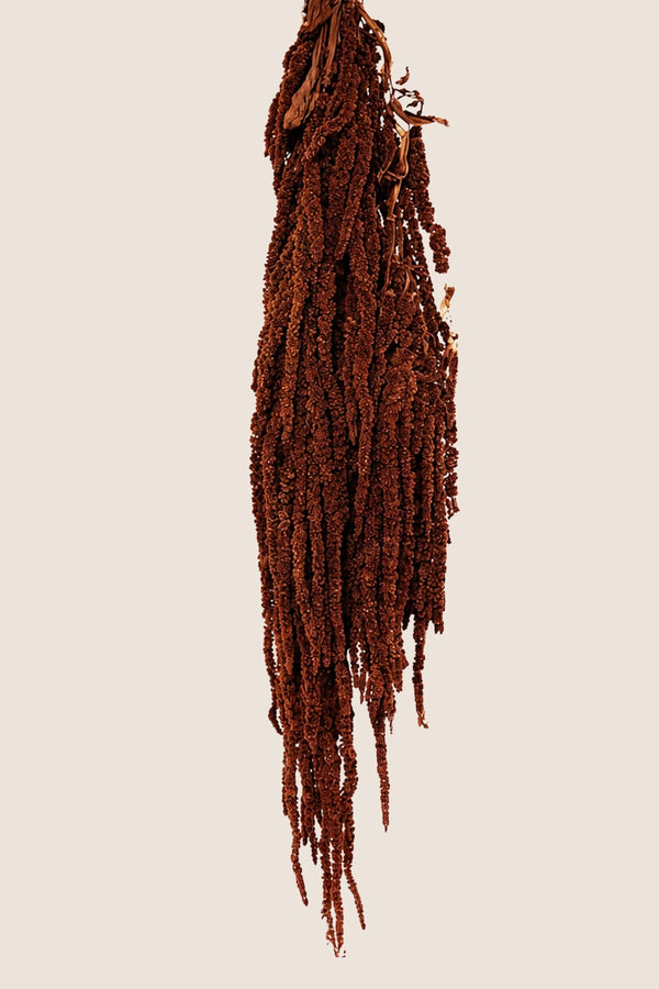 Amaranthus