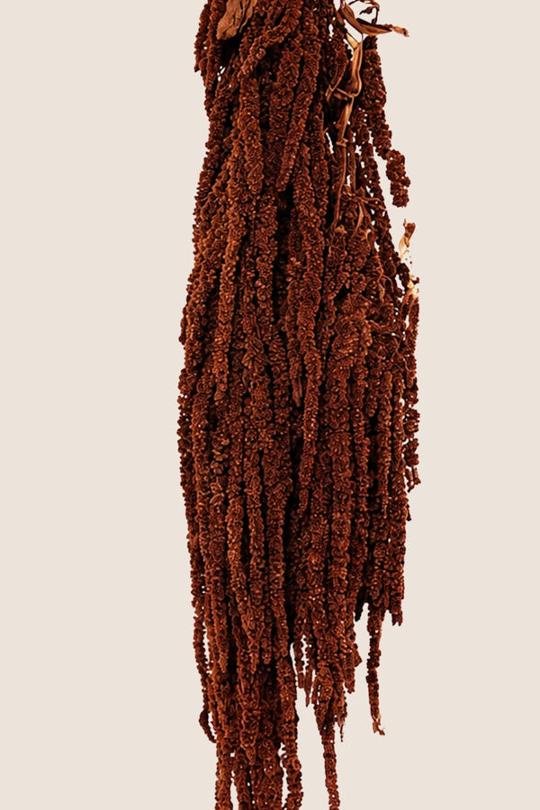 Amaranthus
