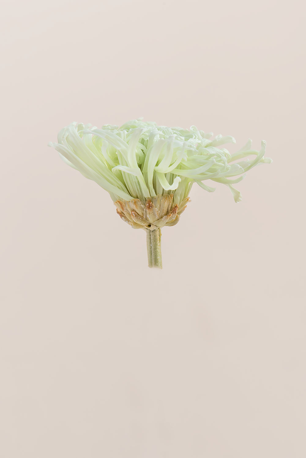 Anastasia Chrysanthemum - Caja de 3 cabezas