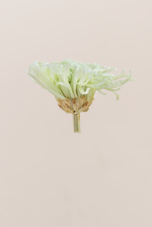Anastasia Chrysanthemum - Box 3 heads