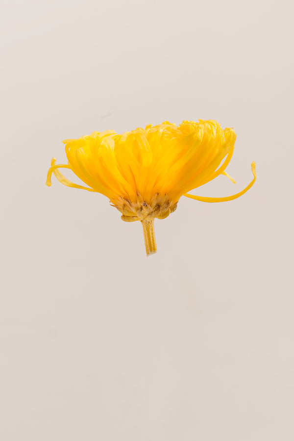 Anastasia Chrysanthemum - Box 3 heads
