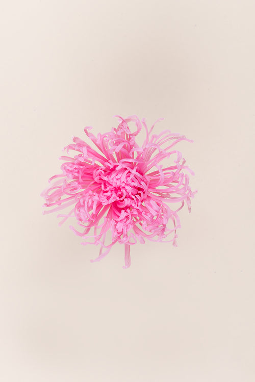 Anastasia Chrysanthemum - Box 3 heads