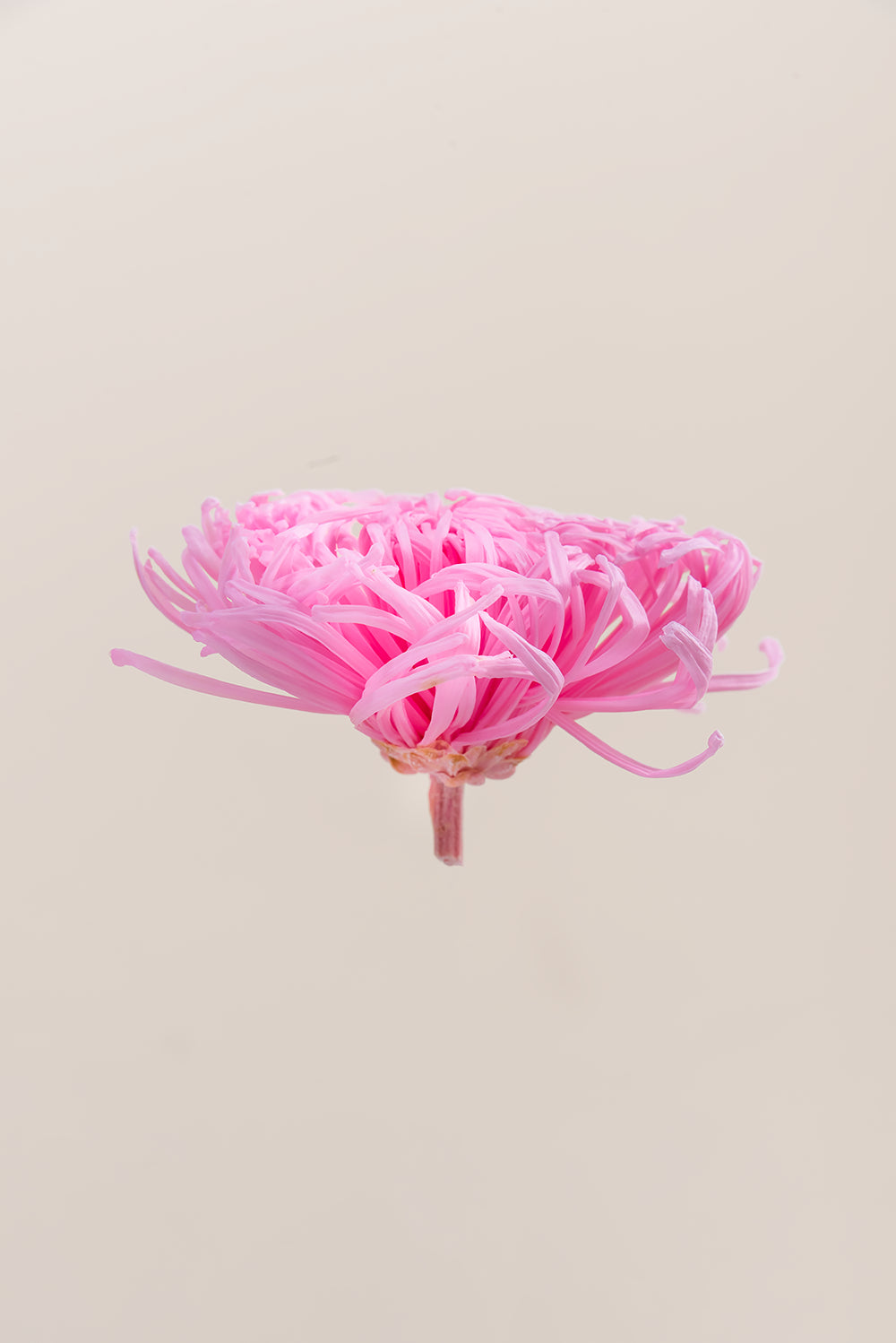 Anastasia Chrysanthemum - Caja de 3 cabezas