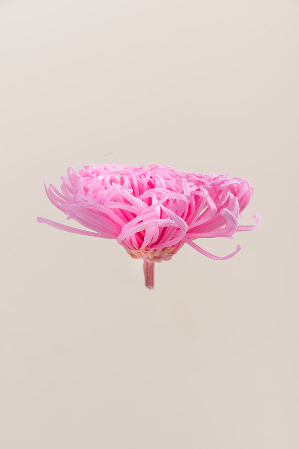Anastasia Chrysanthemum - Box 3 heads