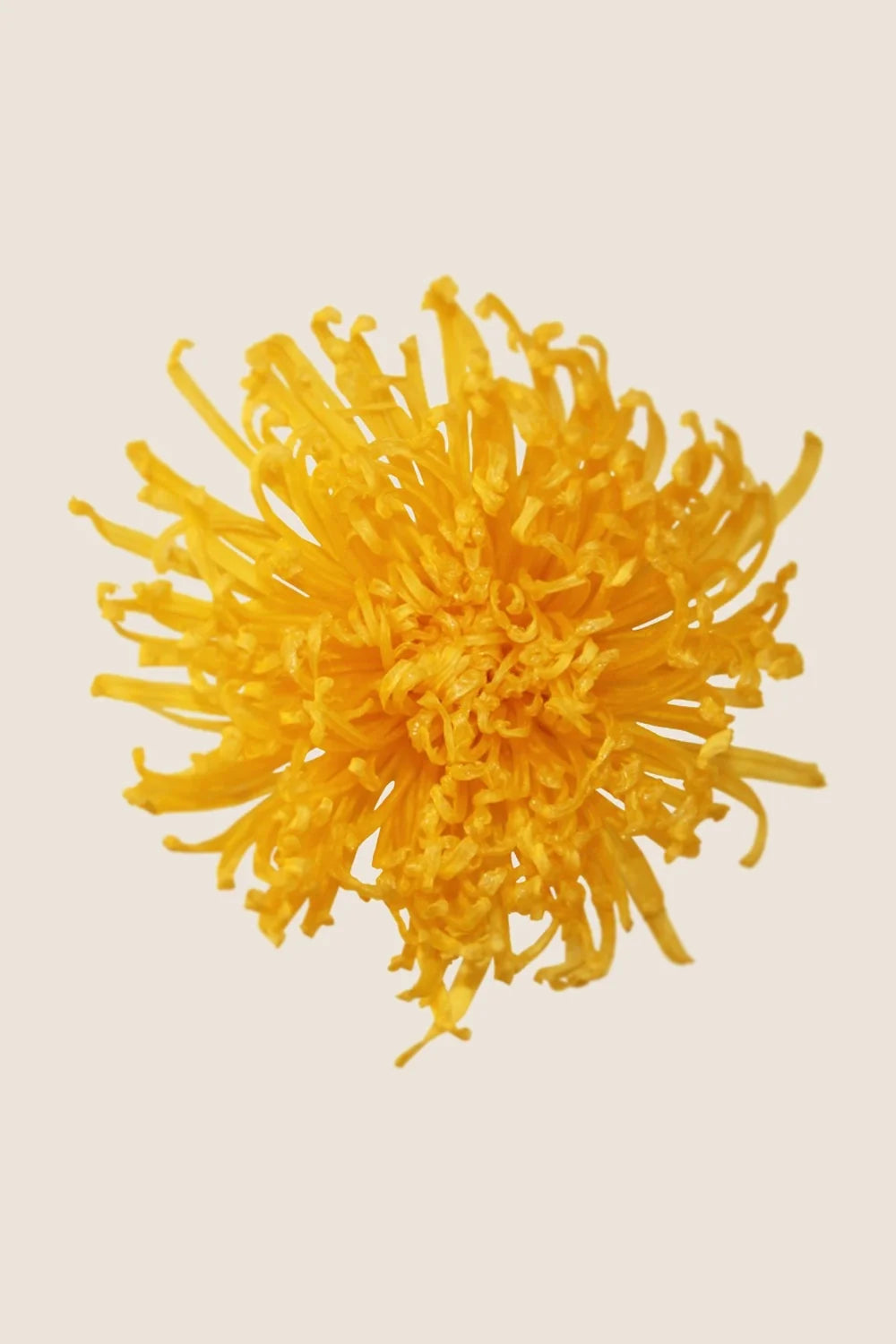 Anastasia Chrysanthemum - Caja de 3 cabezas