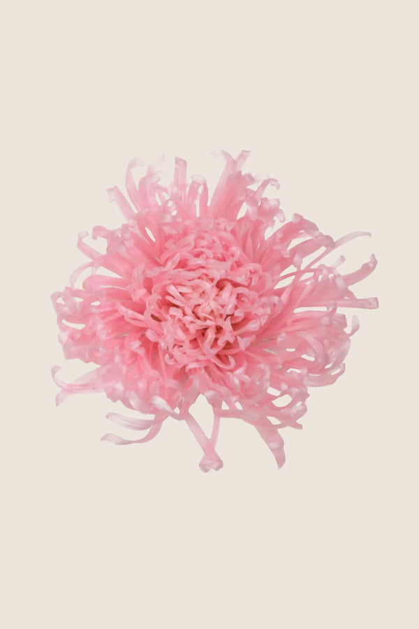 Anastasia Chrysanthemum - Box 3 heads