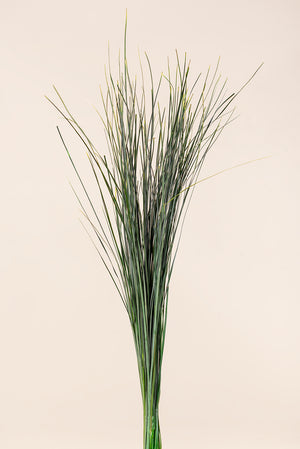 Xérophyllum asphodéloïde