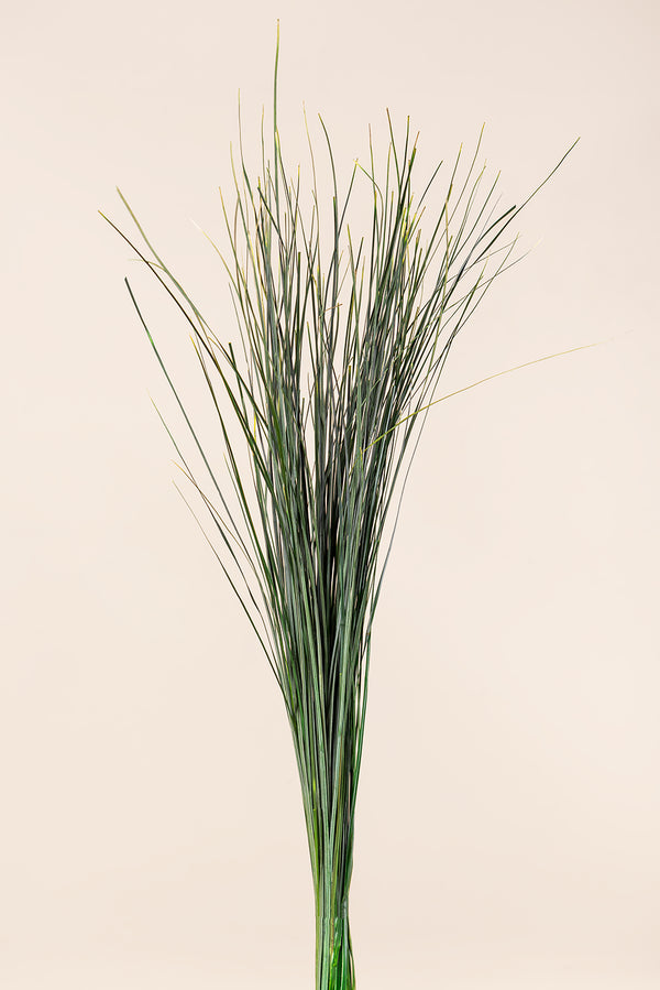 Bärgras