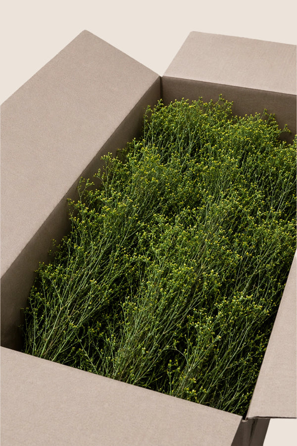 Broom bulk