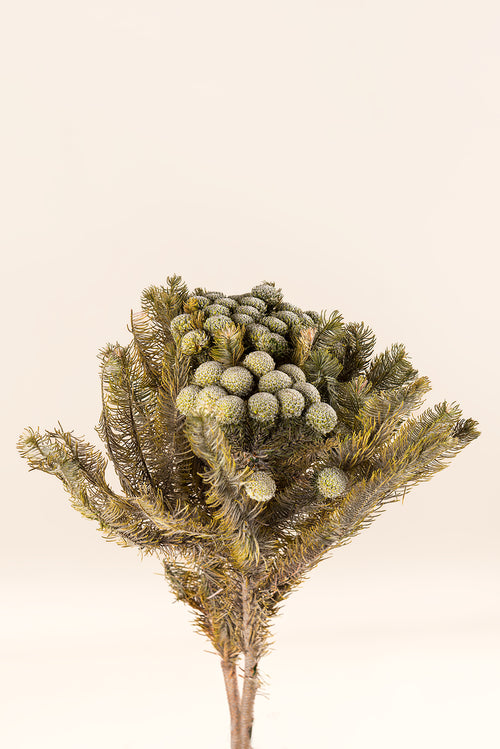 Brunia Albiflora