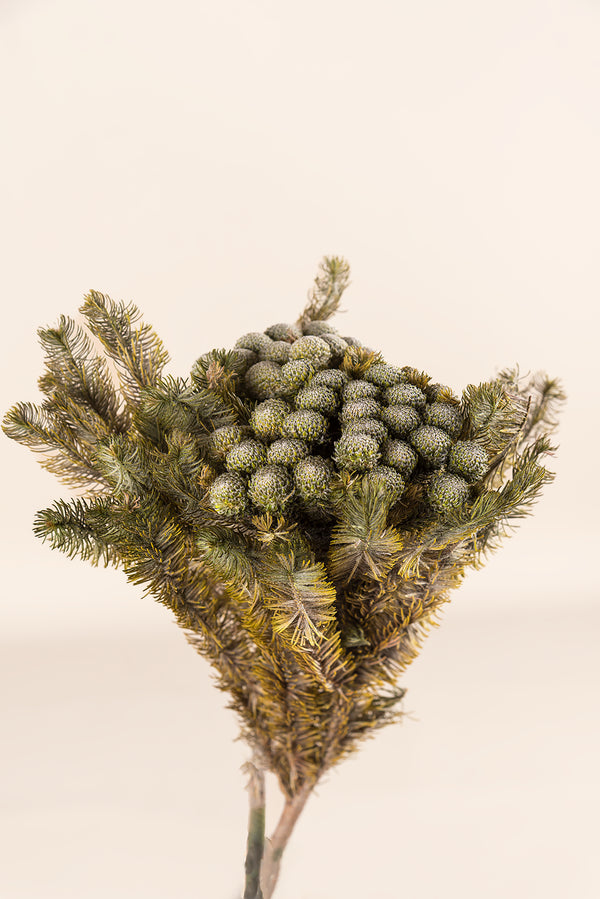 Brunia Albiflora