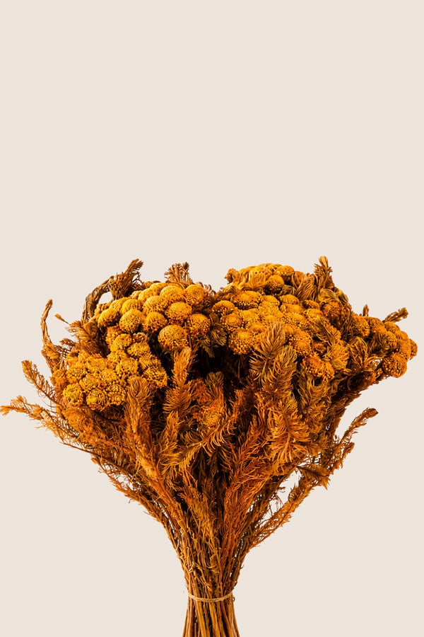 Brunia Albiflora