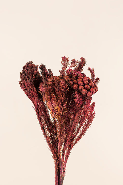 Brunia Albiflora