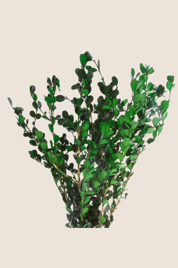 Buxus