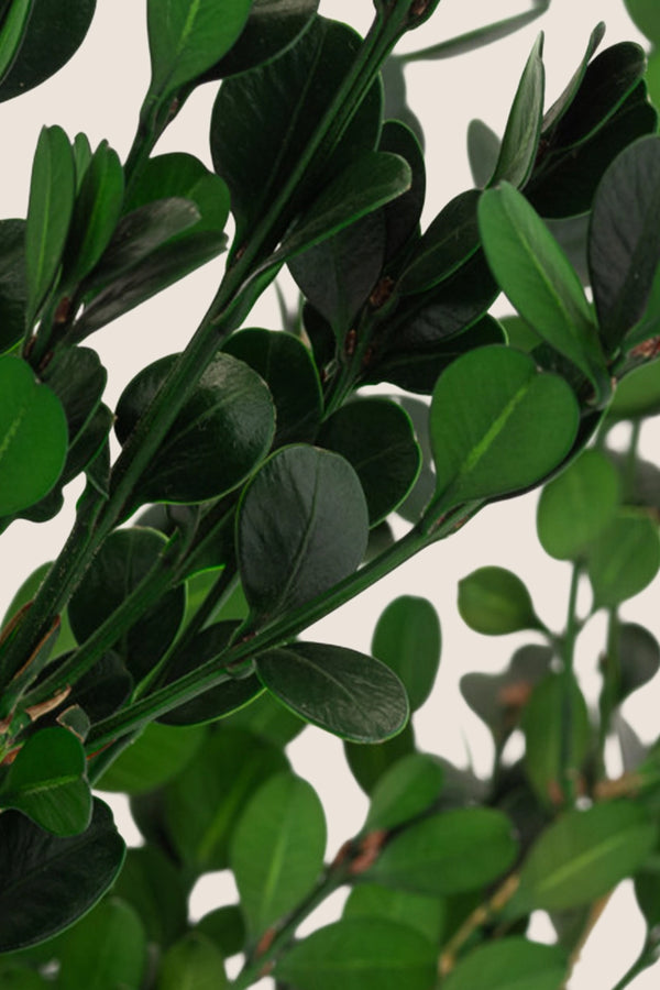 Buxus