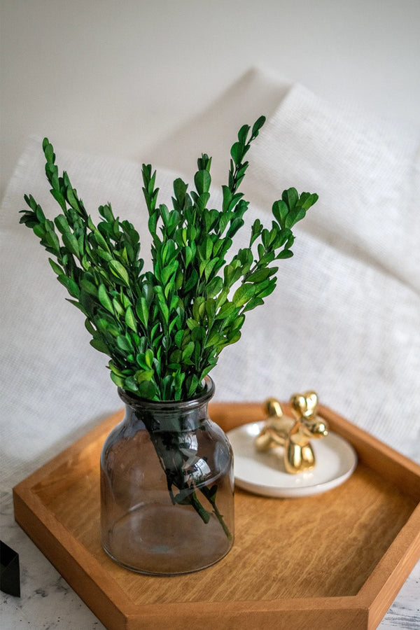 Buxus