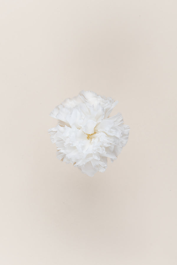 Carnation - Box 6 heads
