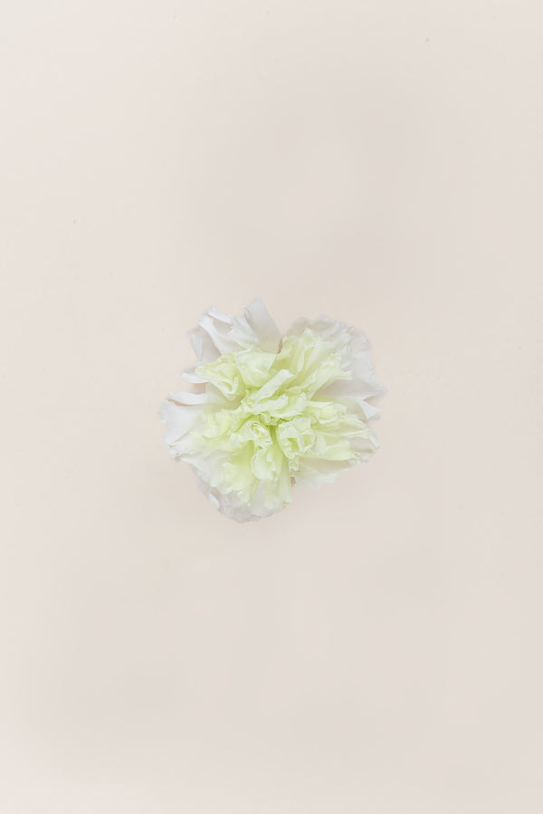 Carnation - Box 6 heads