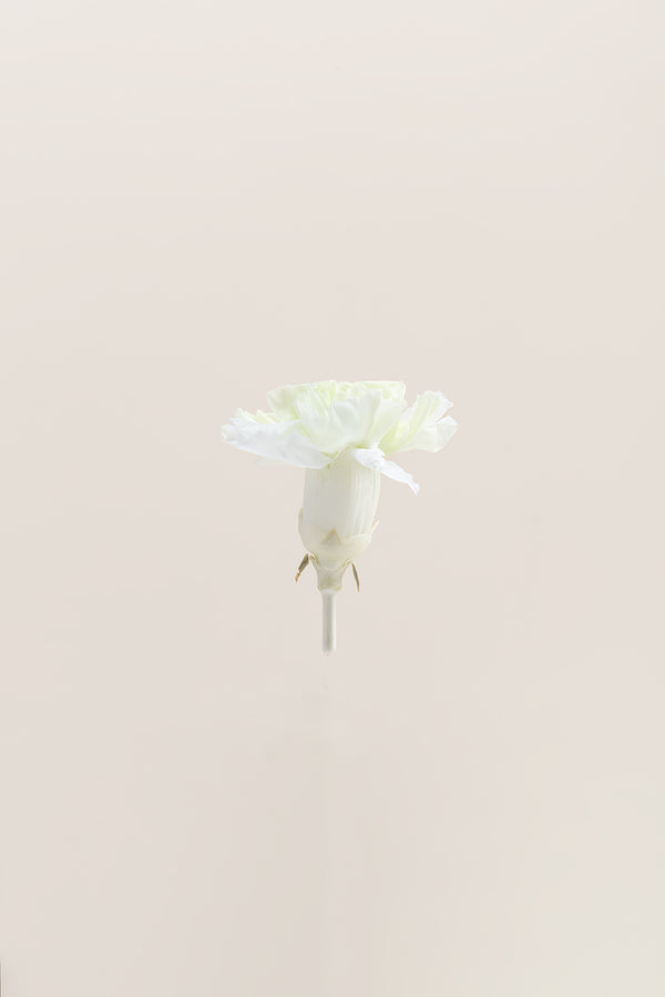 Carnation - Box 6 heads