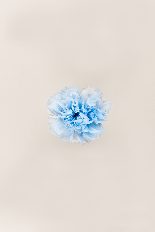 Carnation - Box 6 heads
