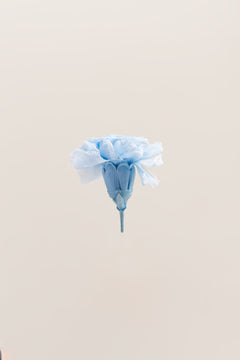 Dúo azul y blanco