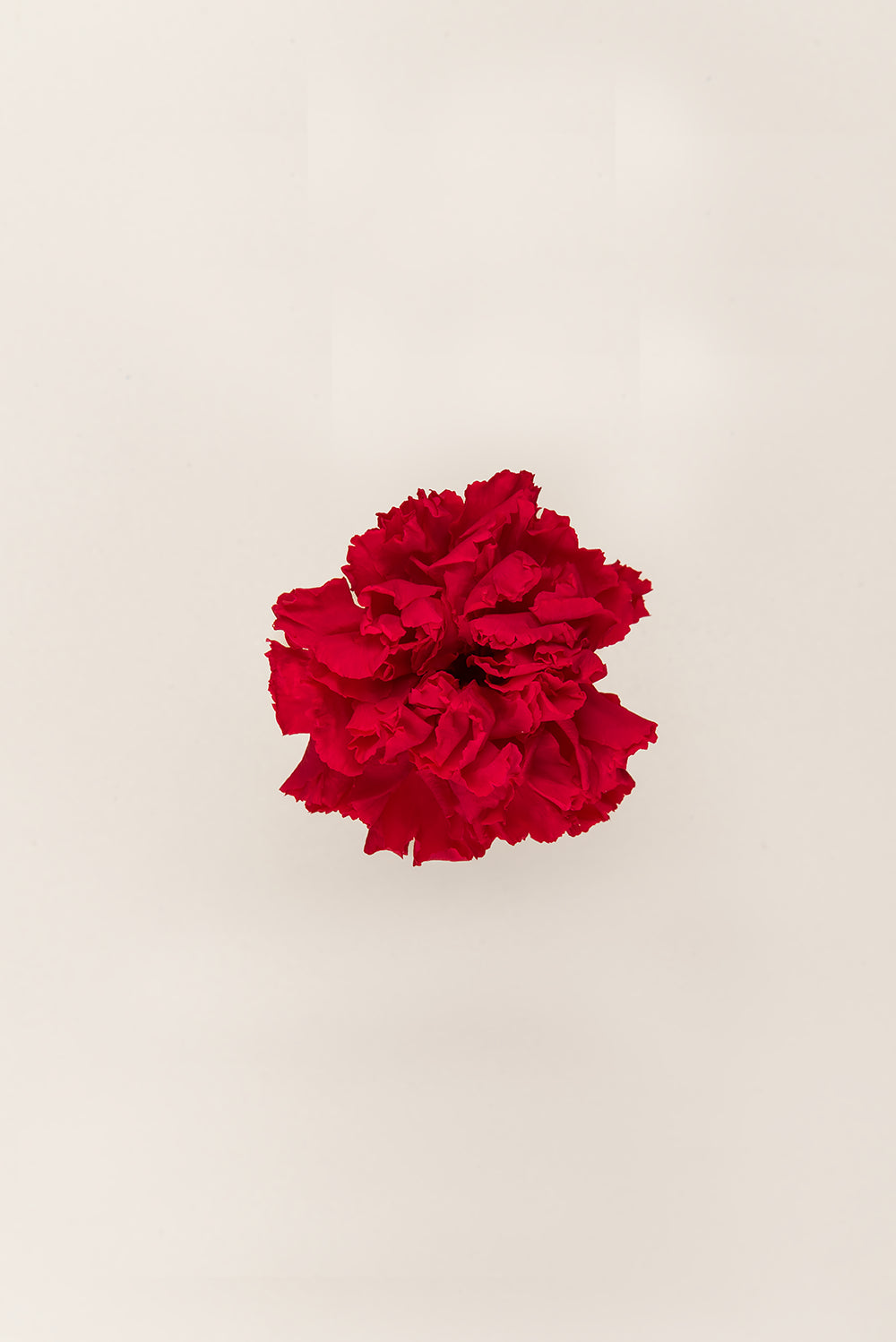 Clavel - Caja 6 cabezas