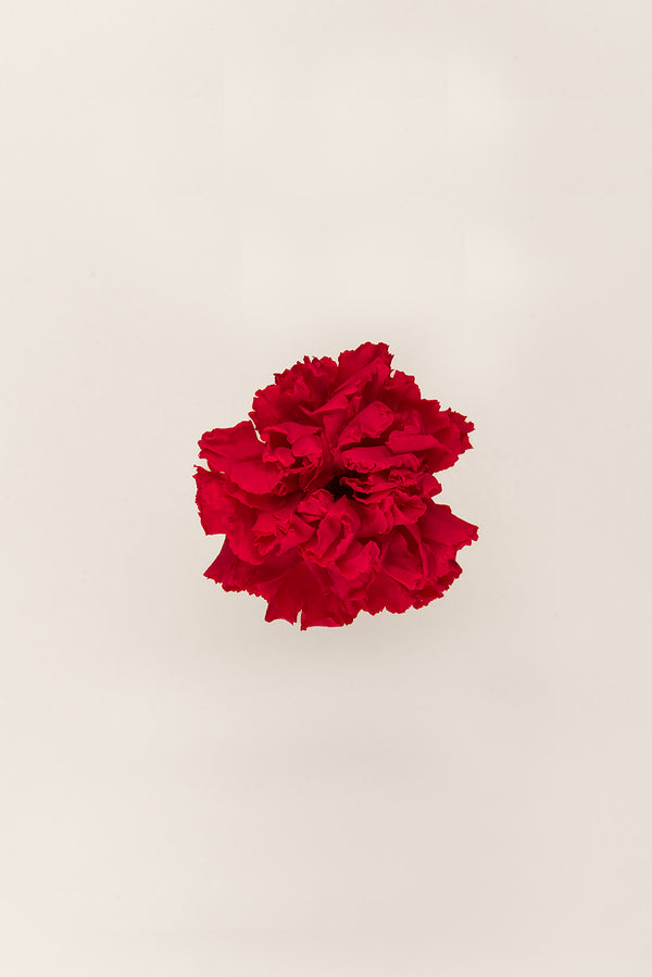 Carnation - Box 6 heads