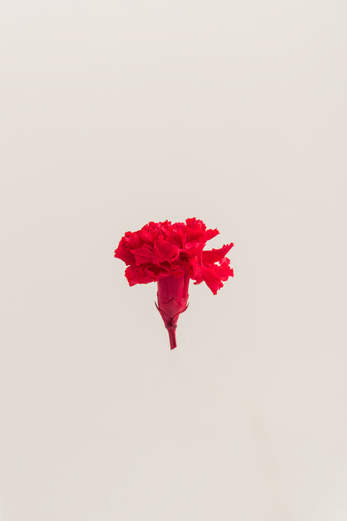 Carnation - Box 6 heads