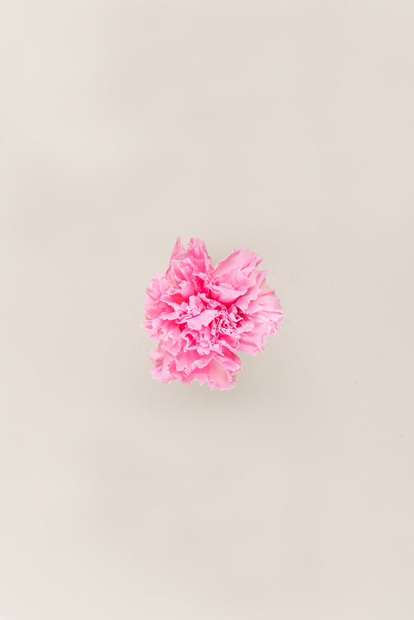 Carnation - Box 6 heads