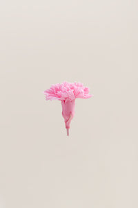 Rose pâle