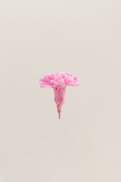 Rosa pastel