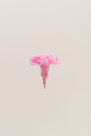 Œillet - Boîte 6 têtes