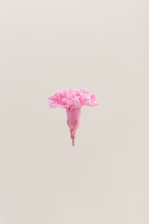 Carnation - Box 6 heads