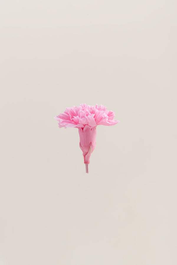 Carnation - Box 6 heads