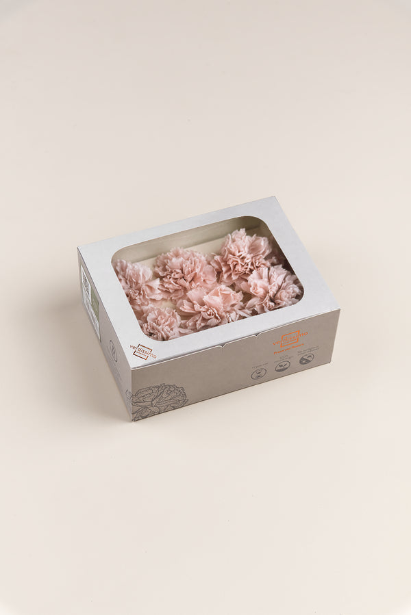 Carnation - Box 6 heads