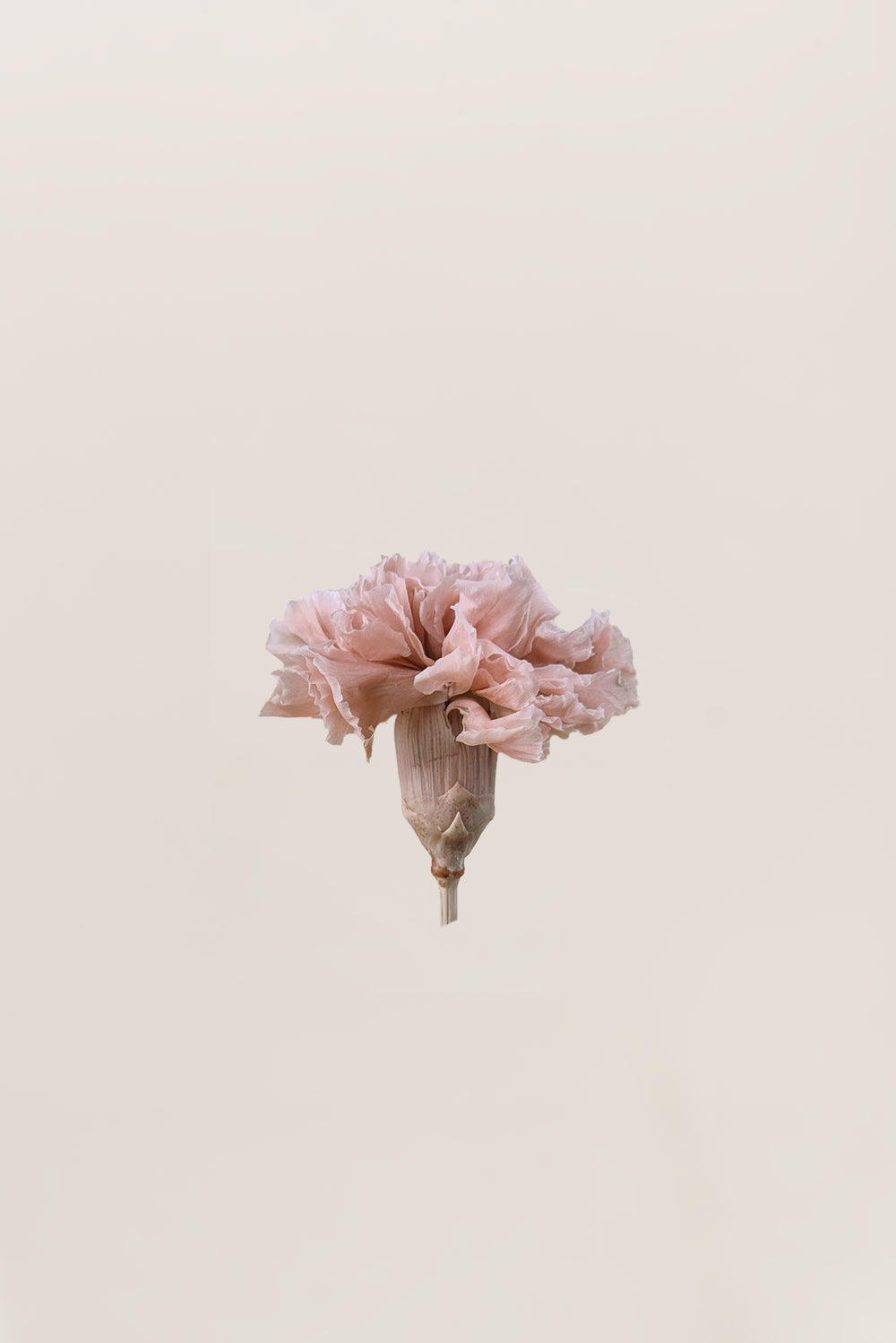 Carnation - Box 6 heads