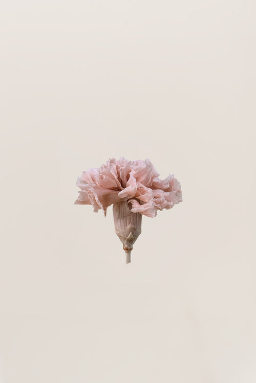Carnation - Box 6 heads
