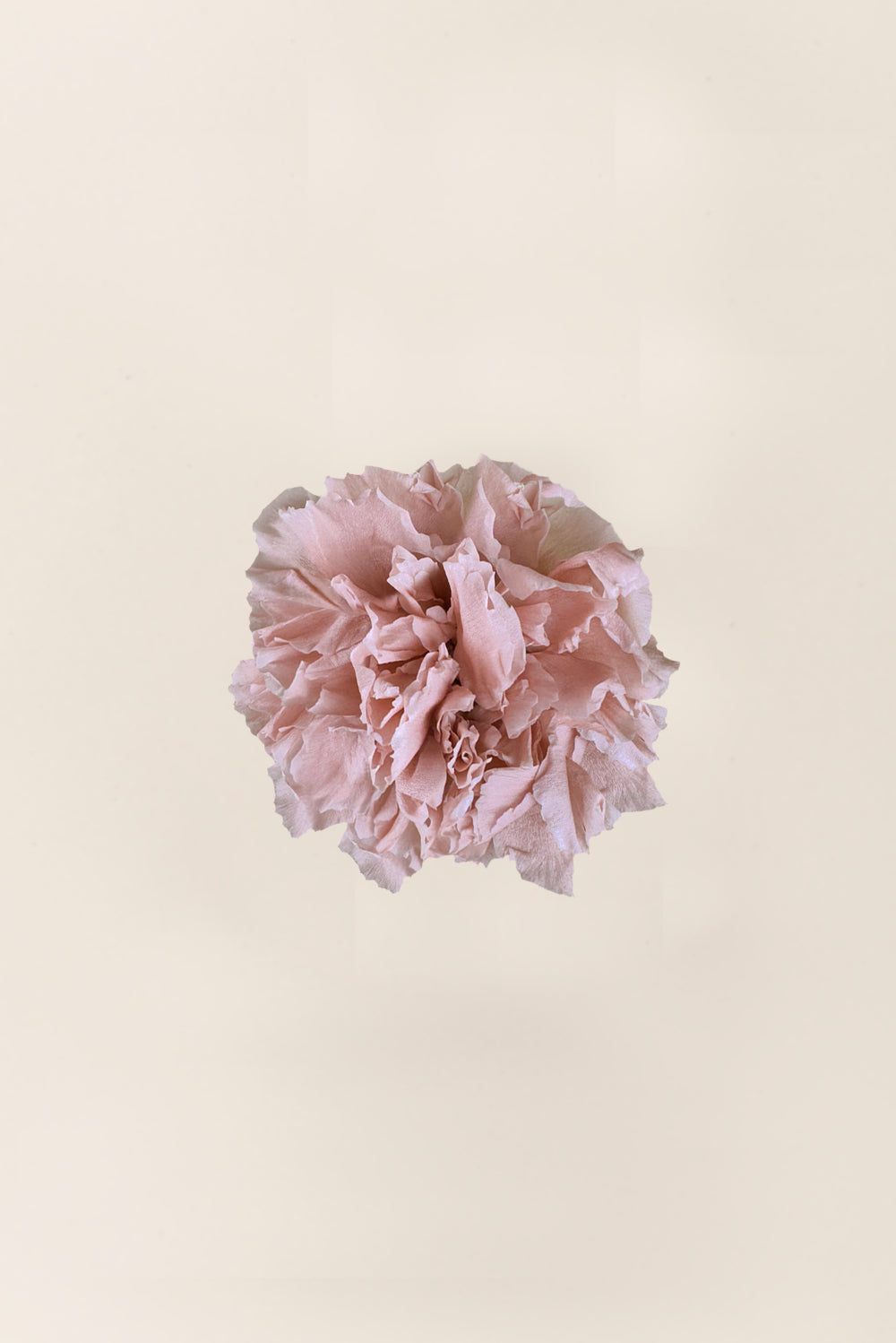 Carnation - Box 6 heads