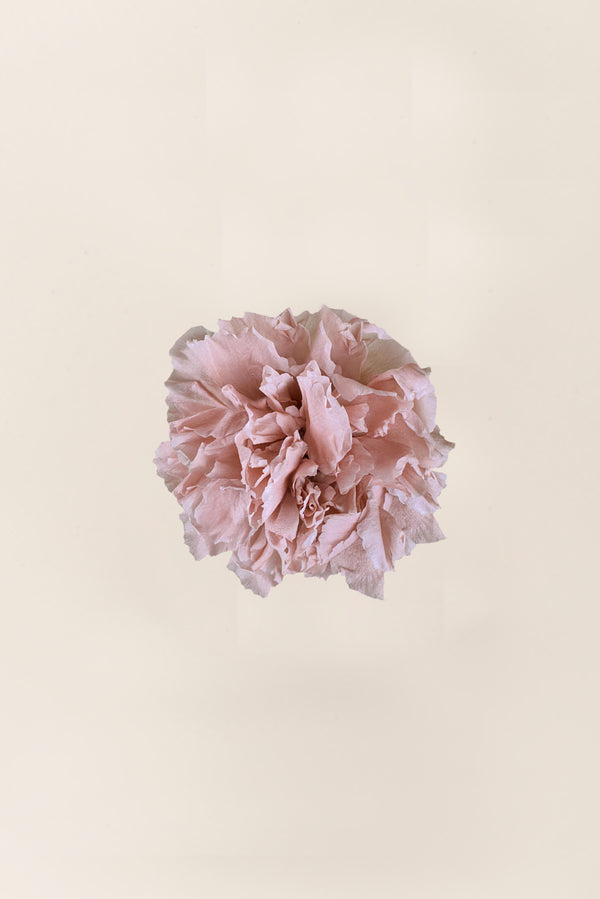 Carnation - Box 6 heads