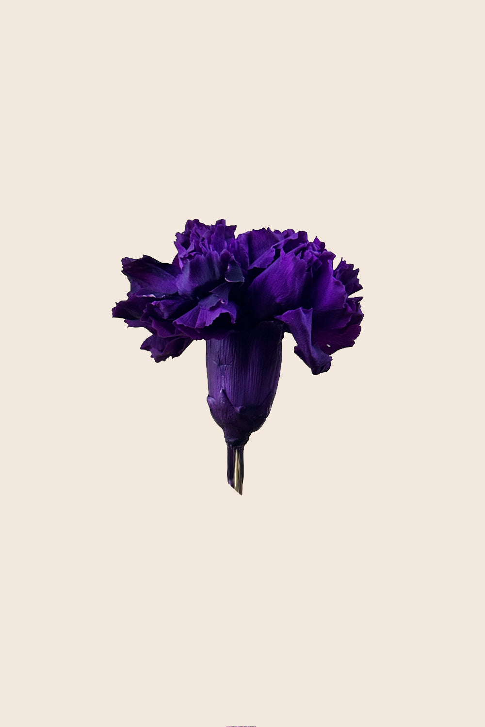 Carnation - Box 6 heads