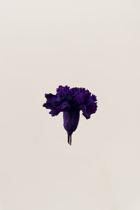 Purple - NEW - Limited Edition